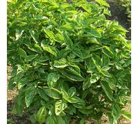 Basil 'Dolce Fresca' Plug Plant x 5. Culinary Italian herb ideal for pizza! Available from Bedwen Plants.