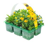Basket Plants - Yellow Shades (6 Pack)