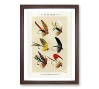 Bass Fishing Flies Versions 2 by Mary Orvis Marbury Framed Print | A2 Walnut Framed Wall Art | Ready to Hang | Modern Animal Picture | Living Room Bedroom Lounge Office