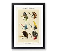 Bass Fishing Flies Versions 4 by Mary Orvis Marbury Framed Print | A2 Black Framed Wall Art | Ready to Hang | Modern Animal Picture | Living Room Bedroom Lounge Office