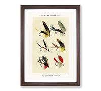 Bass Fishing Flies Versions 5 by Mary Orvis Marbury Framed Print | A2 Walnut Framed Wall Art | Ready to Hang | Modern Animal Picture | Living Room Bedroom Lounge Office