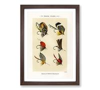 Bass Fishing Flies Versions 8 by Mary Orvis Marbury Framed Print | A2 Walnut Framed Wall Art | Ready to Hang | Modern Animal Picture | Living Room Bedroom Lounge Office