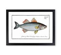 Basse Fish by M.E. Bloch Framed Print | A2 Black Framed Wall Art | Ready to Hang | Modern Animal Picture | Living Room Bedroom Lounge Office