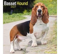 Basset Hound