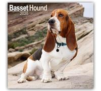 Basset Hound Calendar 2025 - Square Wall Calendar