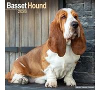 Avonside Publishing – Basset Hound 2026 Square Wall Calendar – 16-Month, Plastic-Free Packaging