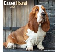 Basset Hound 2026 Calendar | Square Wall Calendar | Dog Breed Gift | Plastic Free Packaging | by Avonside Publishing