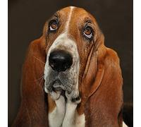Basset Hound Dog Greeting Card - Square