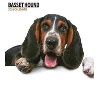 Basset Hound Modern 2024 Calendar