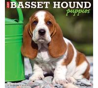 Basset Hound Puppies 2025 Wall