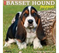 Basset Hound Puppies 2027 Wall