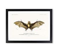 Bat Illustration by Charles d' Orbigny Framed Print | A2 Black Framed Wall Art | Ready to Hang | Modern Nature Picture | Living Room Bedroom Lounge Office