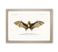 Bat Illustration by Charles d' Orbigny Framed Print | A2 Oak Framed Wall Art | Ready to Hang | Modern Nature Picture | Living Room Bedroom Lounge Office