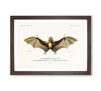 Bat Illustration by Charles d' Orbigny Framed Print | A2 Walnut Framed Wall Art | Ready to Hang | Modern Nature Picture | Living Room Bedroom Lounge Office