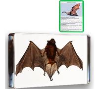 Bat Specimen,Resin Taxidermy Animal Specimens,Framed Bat Decoration for Educational Displays, Taxidermy Enthusiasts, Oddities Collectors, Science Education (13.8 * 9.4 * 34mm)