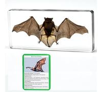 Bat Specimen,Resin Taxidermy Animal Specimens,Framed Bat Decoration for Educational Displays, Taxidermy Enthusiasts, Oddities Collectors, Science Education(140 * 63 * 20mm)
