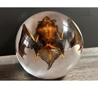 Bat Specimen,Resin Taxidermy Animal Specimens,Framed Bat Decoration for Educational Displays,Taxidermy Enthusiasts, Oddities Collectors,Science Education (Half Round Bat/8.9cm/3.5inch)