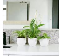 Bathroom Houseplant Collection - 3 Air-Purifying Plants for Humid Spaces - Ceramic White