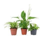 Bathroom Houseplant Collection - 3 Air-Purifying Plants for Humid Spaces - No Container