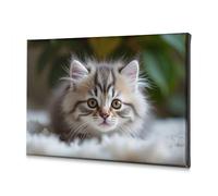 Bathroom Wall Decor A Fluffy Kitten With Striking Eyes. Canvas Decorative Picture Room Decor Wall Pictures For Living Room(20x30cm)