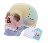 BATHVEVE Detachable Human Skull Model Palm Anatomical Skull Skeleton for Teaching and Medical Studies with Detailed Parts for Depth Anatomy Learning