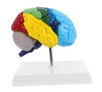 BATHVEVE Scale Right Half Brain Anatomy Model for Human Anatomy Education Prop with Clear Color Labels Realistic Detailing for Physiology Learning and Teaching