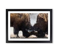 Battling Bison Framed Print | A2 Black Framed Wall Art | Ready to Hang | Modern Nature Picture | Living Room Bedroom Lounge Office
