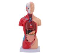 Baxnore 15 Piece Human Body Anatomy Model Interactive Physiology Study Kit with Detachable Organs for Students Learning PVC Material 28cm Height Educational