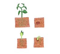 Baxnore Plant Growth Cycle Bean Growth Stage Model Educational for Classroom Plastic 4 Piece Set