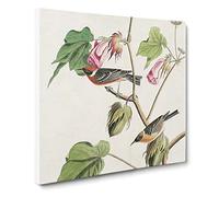 Bay breasted Warblers from Birds by John James Audubon Canvas Print | Gallery Wrapped 30mm Frame Wall Art | 20x20 inches | Ready to Hang | Retro Bird Picture | Living Room Bedroom Lounge Office