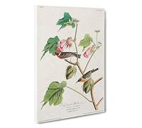 Bay-breasted Warblers from Birds by John James Audubon Canvas Print | Gallery Wrapped 30mm Frame Wall Art | 30x20 inches | Ready to Hang | Contemporary Bird Picture | Living Room Bedroom Lounge Office