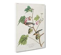 Bay Breasted Warblers From Birds By John James Audubon Canvas Print | Gallery Wrapped 30mm Frame Wall Art | 24x16 inches | Ready to Hang | Retro Bird Picture | Living Room Bedroom Lounge Office