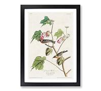 Bay-Breasted Warblers from Birds by John James Audubon Framed Print | A2 Black Framed Wall Art | Ready to Hang | Modern Nature Picture | Living Room Bedroom Lounge Office