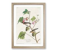 Bay-Breasted Warblers from Birds by John James Audubon Framed Print | A2 Oak Framed Wall Art | Ready to Hang | Modern Nature Picture | Living Room Bedroom Lounge Office