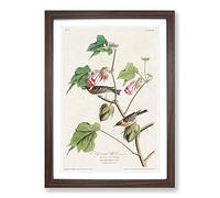 Bay-Breasted Warblers from Birds by John James Audubon Framed Print | A2 Walnut Framed Wall Art | Ready to Hang | Modern Nature Picture | Living Room Bedroom Lounge Office