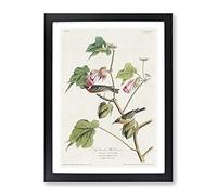 Bay Breasted Warblers From Birds By John James Audubon Vintage Framed Wall Art Print, Ready to Hang Picture for Living Room Bedroom Home Office Décor, Black A3 (34 x 46 cm)