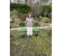 Bay Laurel Half Standard Topiary Trees, Laurus Nobilis, 120cm Including Pot, Pair of 2