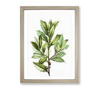 Bay Laurel Tree By Pierre Joseph Redoute Vintage Framed Print | A3 Oak Framed Wall Art | Ready to Hang | Classic Floral Picture | Living Room Bedroom Lounge Office