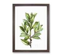 Bay Laurel Tree By Pierre Joseph Redoute Vintage Framed Print | A3 Walnut Framed Wall Art | Ready to Hang | Classic Floral Picture | Living Room Bedroom Lounge Office