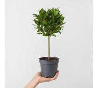 Bay Tree 60-70Cm In 2L Nursery Pot Laurus Nobilis