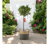 Bay Tree Standard - 90cm Tall Hardy Evergreen Laurus Nobilis for Pots & Borders - Basket Two Tone
