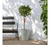 Bay Tree Standard - 90cm Tall Hardy Evergreen Laurus Nobilis for Pots & Borders - Plastic Grey Olive