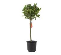 Bay Tree Standard - 90cm Tall Hardy Evergreen Laurus Nobilis for Pots & Borders - No Container