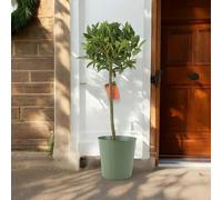 Bay Tree Standard - 90cm Tall Hardy Evergreen Laurus Nobilis for Pots & Borders - Metal Green Vertical Line