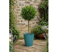 Bay Tree Standard 90Cm Tall In Metal Vertical Line Teal Planter Hardy Evergreen Laurus Nobilis
