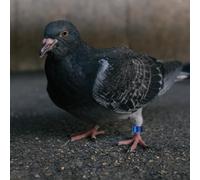 BAZEITFLOW 12pcs Pigeon Leg Bands Bird Leg Rings Aluminum Clip-on Identification Rings Multi-color Set Blue Green Orange Purple Black Red Suitable for Racing and Breeding