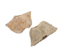 BAZEITFLOW 2pcs Natural Spirifer Specimen Educational Epifaunal Models for Geology Teaching Decorations for Home Office Classroom Unique Gifts for Collectors and Paleontology Enthusiasts