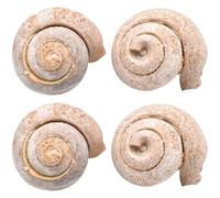 BAZEITFLOW 4Pcs Marine Gastropod Specimen Samples White Snail Teaching Tool Educational Science Samples Desktop Ornament for Student Learning