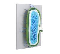 BAZEITFLOW Buildable Human Cell Model Kit for Students with Detailed Organelles Interactive Biology Anatomy for Classroom Science Lessons and Educational Use