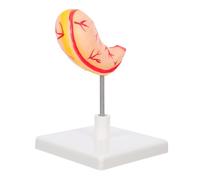 BAZEITFLOW Detailed Human Stomach Model for Easy Assembly and Disassembly Realistic Gastric Anatomy for Students and Professionals Biology and Physiology Learning